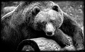 Бурый Медведь - картинки для гравировки